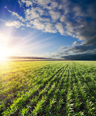 agricultural green field and sunset