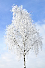 Birch, frosted by hoarfrost