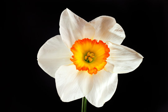 White narcissus flower with yellow petals isolated on black
