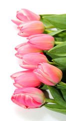 Obraz premium Tulpen