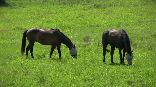 Two Blind Horses Grazing