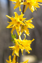 Blooming Forsythia-Forthysia Flowers