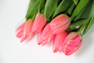 Tulpen