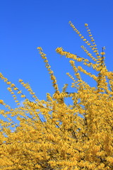 Forsythia