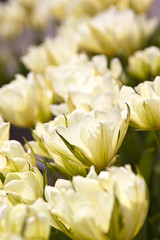 Fototapeta premium tulips