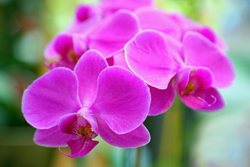 Fototapeta na wymiar Violet orchid