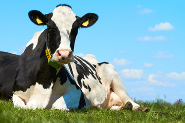 Milchkuh liegt auf frischer Weide