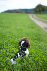 Beagle entdeckt die Welt