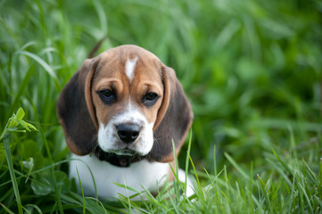 Beagle im Grass