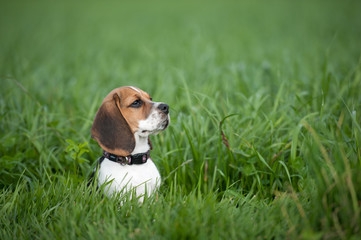 Beagle hält Ausschau