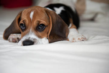 Süsser Beagle