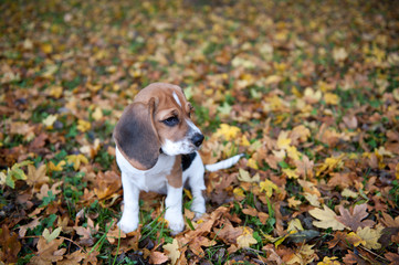 Beagle im Herbst