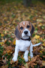 Beagle im Herbst