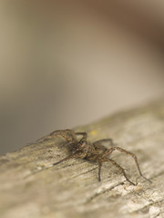 Trochosa