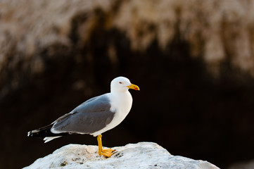 Seagulls