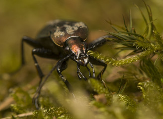 Carabus arvensis