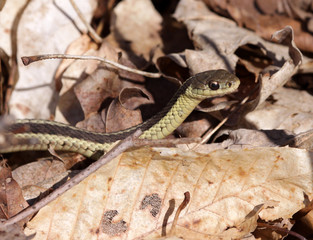 Focused Garter Snake