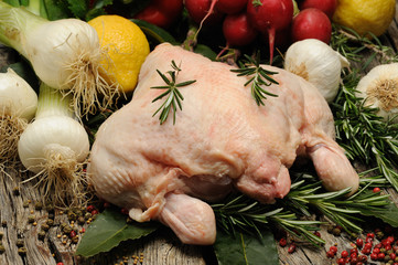 pollo