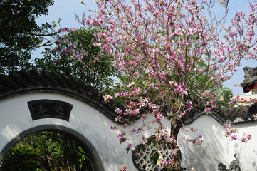 Fototapeta na wymiar Chinese garden-3