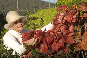 Elderly lady doing her gardening