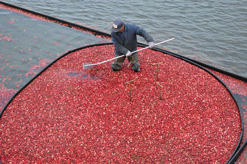 Man working the bogs harvesting cranberries