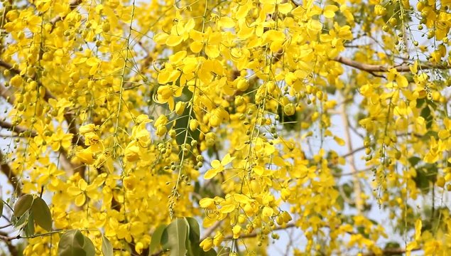 A Cassia fistula flowers  national of thailand .