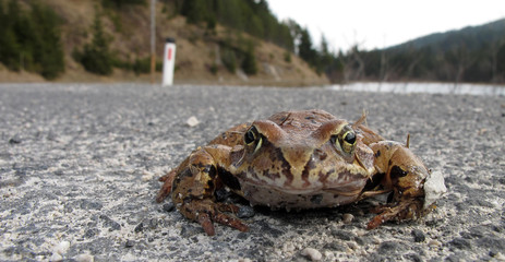 Frog on the road - Frosch auf der Straße