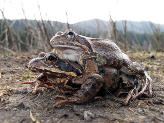 Grasfrösche - common frogs