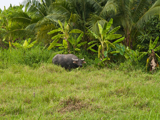 Thai Buffalo