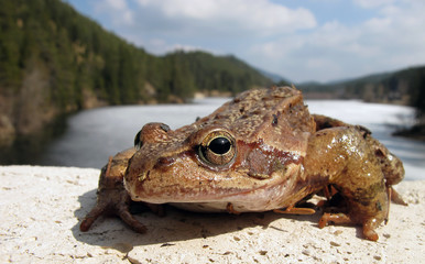 Grasfrosch - Rana temporaria - common brown frog