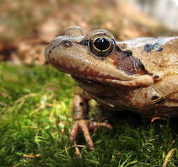 Grasfrosch - European common frog - Rana temporaria