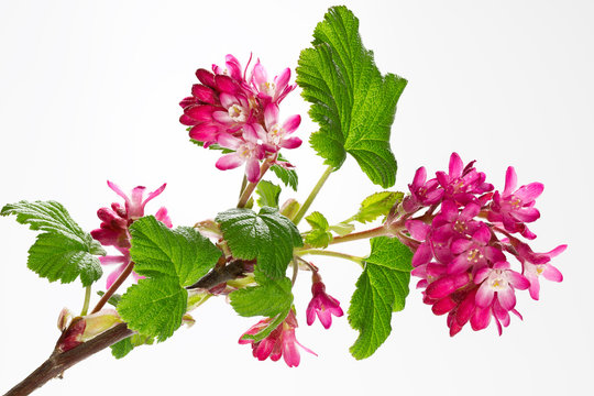 Blut-Johannisbeere &ndash; Zierjohannisbeere