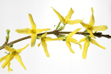 Blühende Forsythien – Forsythia