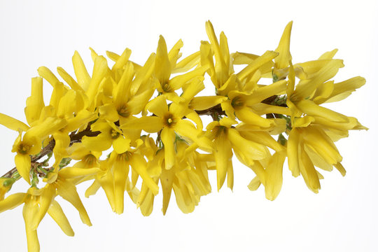 Bl&uuml;hende Forsythien &ndash; Forsythia