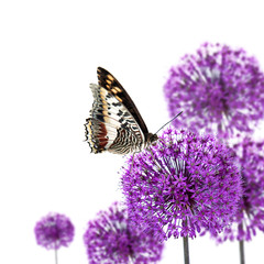 Exotic butterfly on allium blossoms - obrazy, fototapety, plakaty