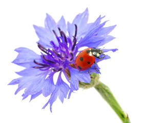 ladybug