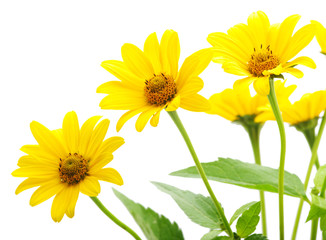 yellow daisy