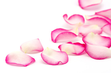 pink rose petals