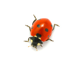 Ladybug