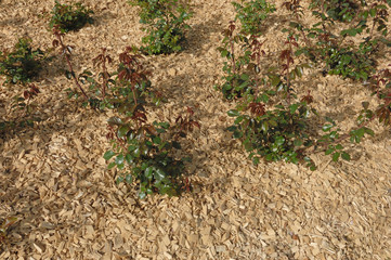 paillage de bois