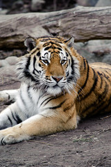 Fototapeta na wymiar Tygrys syberyjski, leżącego na ziemi, relaks