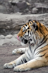 Fototapeta na wymiar Tygrys syberyjski, leżącego na ziemi, lizanie nos, relaks