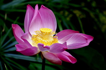 Lotusblüte © fotoping