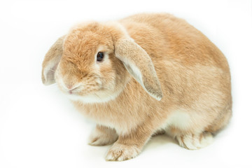 Rabbit