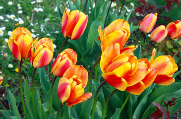 Tulipes