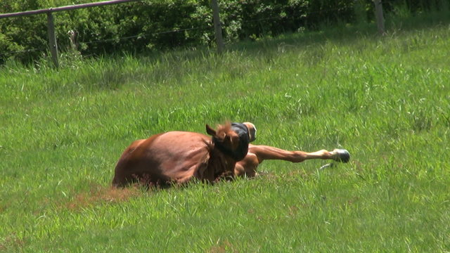 Lazy Horse Taking A Nap