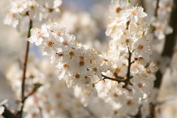 Fleurs de mirabellier