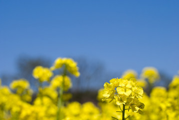 Obraz premium 菜の花畑と青空