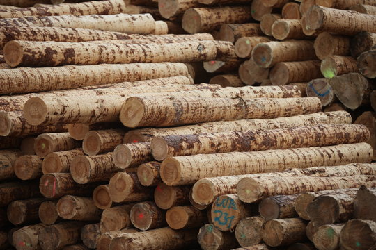 Holz