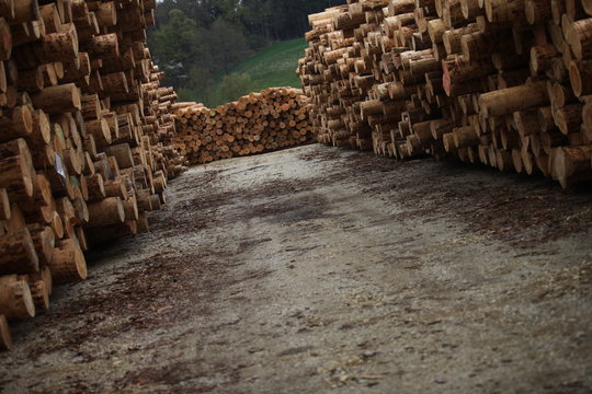 Holz